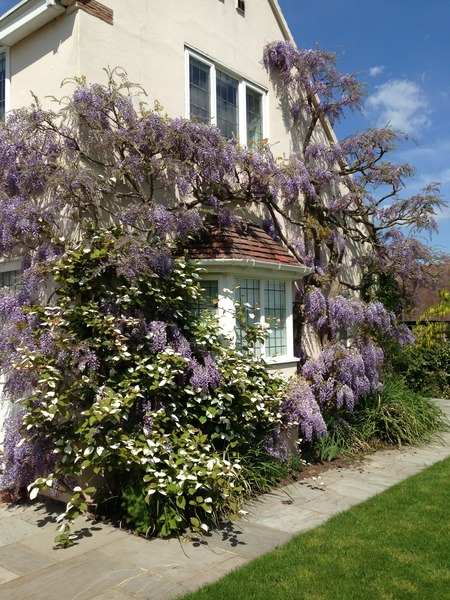 Tell me what is flowering in your garden today.