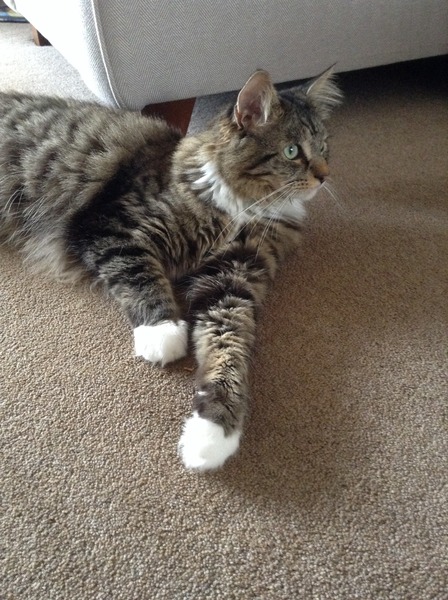 Rescue cat questions