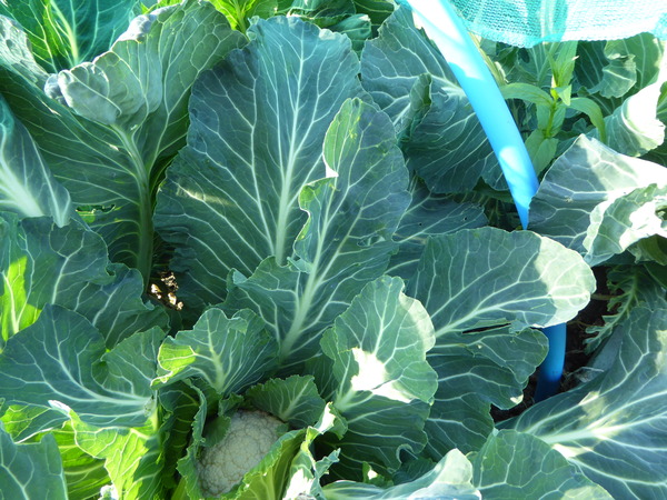 The 2015 Allotment / Veg Patch Thread Part 3 already!