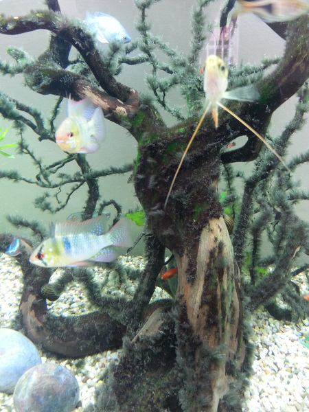 Please can you help with my algae issues.