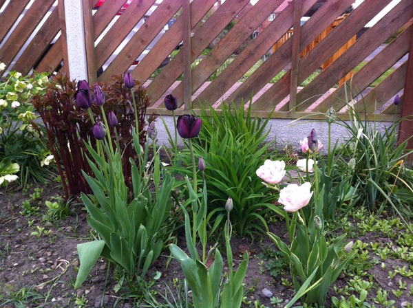 "In the spring, at the end of the day, you should smell like dirt."  This month's discussion in the potting shed.