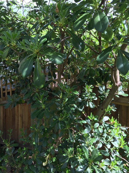 What is this bush / tree (and why is it sick)?
