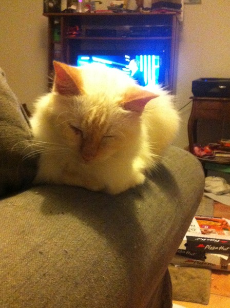 Talk to me about your old kitties