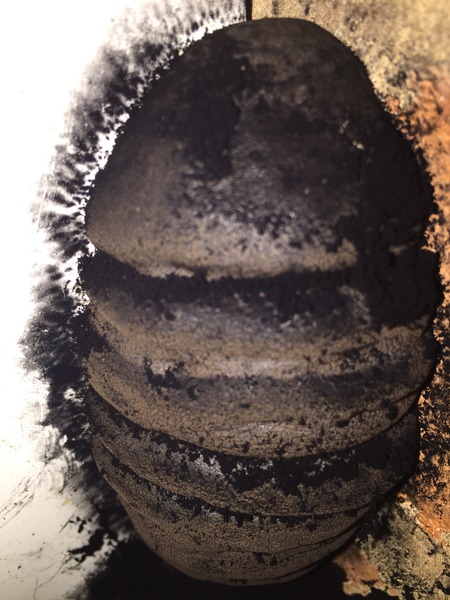 What the bloody hell is this creature in my outhouse?? [pic]