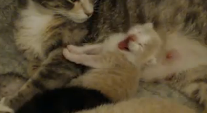 Live web cam of tiny kittens.