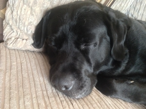 To think if you have an assistance dog....