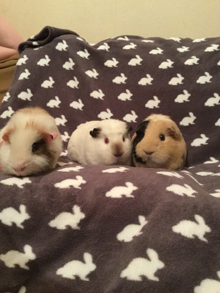 We have a new member of the Super Furry Animals Team. All hail GP6 ;)