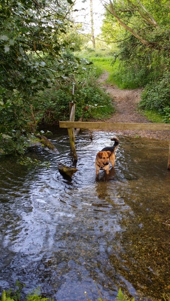 What sort of dog?