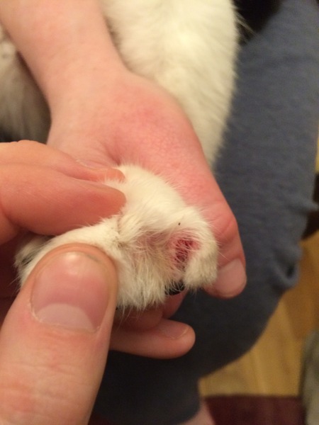 Infected claw