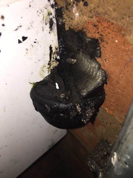 What the bloody hell is this creature in my outhouse?? [pic]