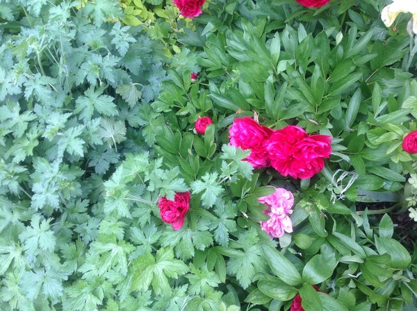 Tell me what is flowering in your garden today.
