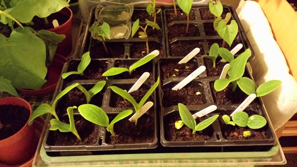 The 2015 Allotment / Veg Patch Thread Part 2