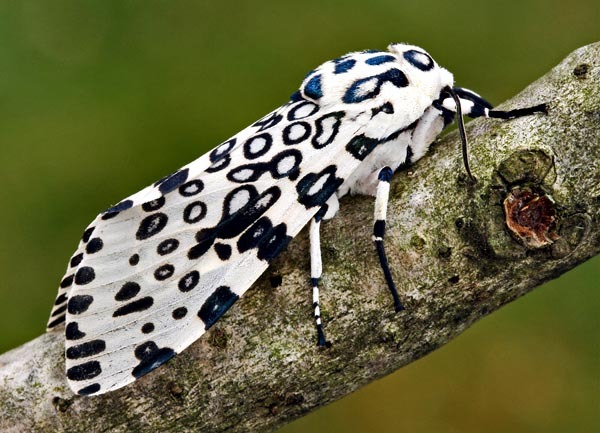 What the bloody hell is this creature in my outhouse?? [pic]