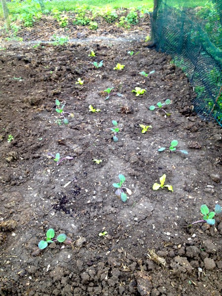 The 2015 Allotment / Veg Patch Thread Part 2