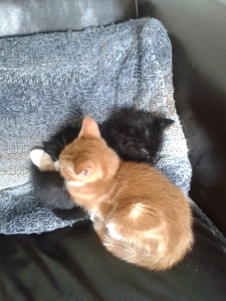 first time kitten owner