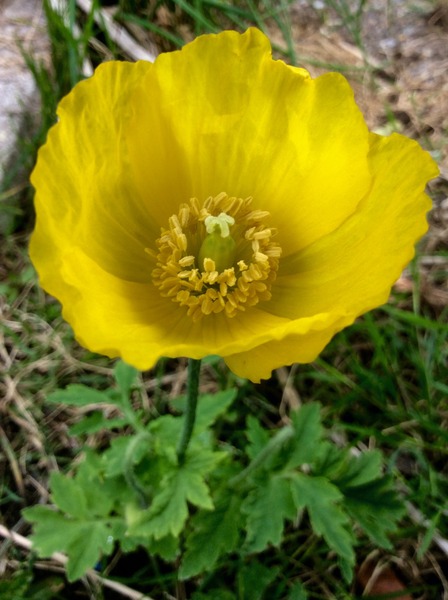 Tell me what is flowering in your garden today.