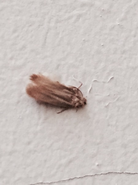 please tell me what type of moth this is please