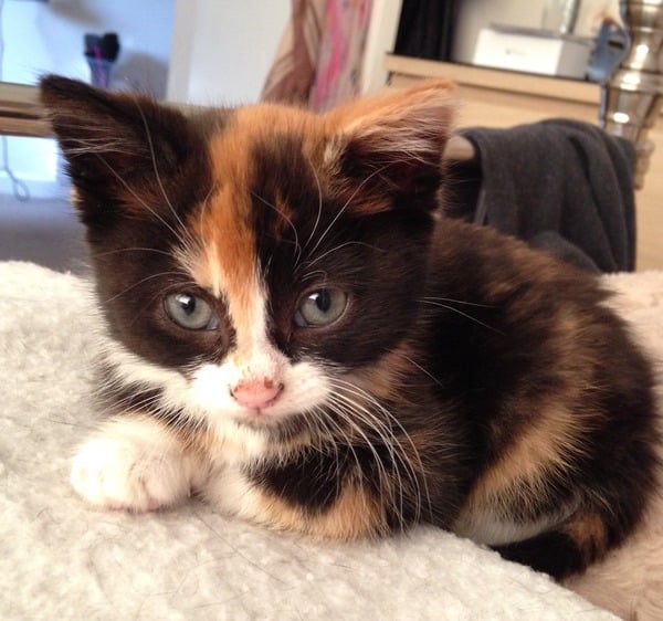 Rescued Amber kitten is in animal hospital with an infection(?). We've only had her four days!