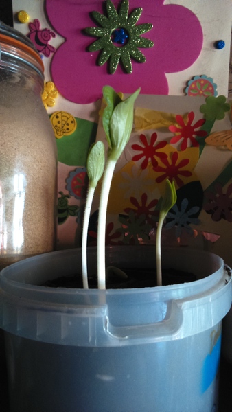 The 2015 Allotment / Veg Patch Thread Part 2