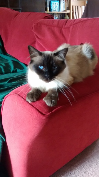 Tell me about Siamese cats. I'm fantasising about getting one.