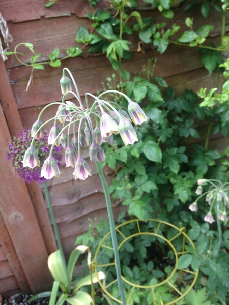 Rough winds do shake the darling buds of May: Alternative potting shed thread