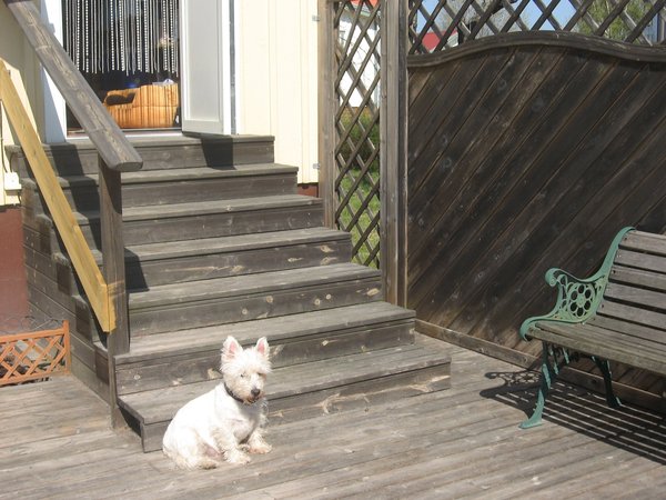 How do you know when they can be trusted with stairs?