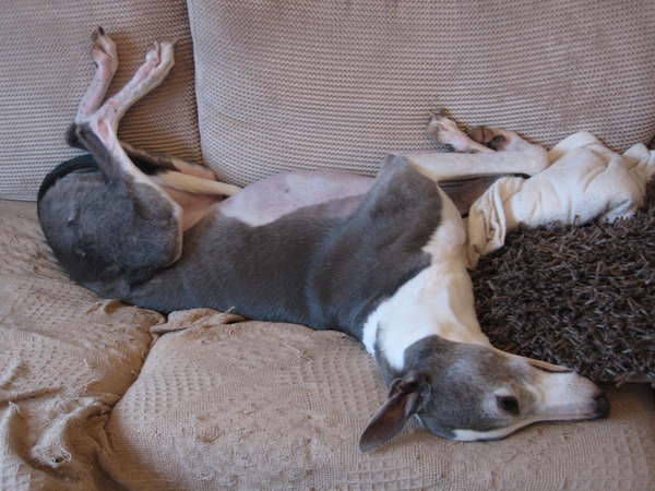 Bumsnetters with Angry Pubes