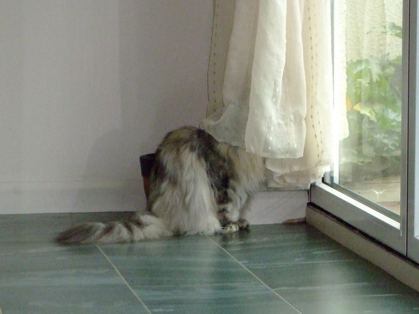 I can't find my cat anywhere (lighthearted)