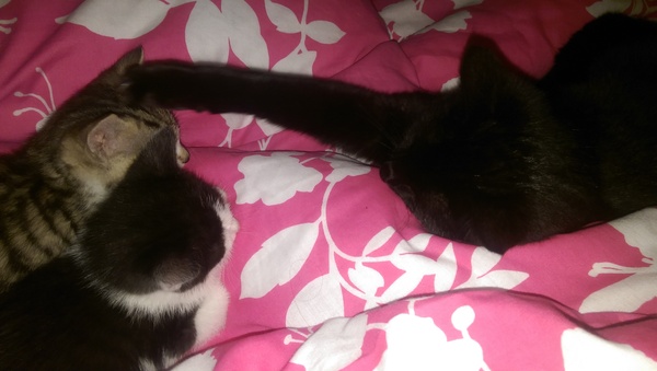 I'm considering getting a cat - what are all the downsides?