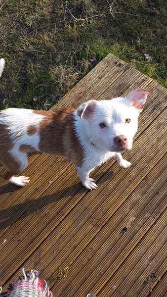 Anyone want to guess what breed our dog is?