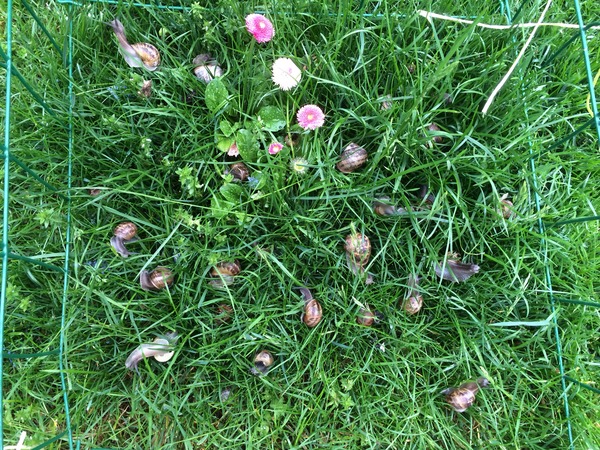 The 2015 Allotment / Veg Patch Thread Part 3 already!
