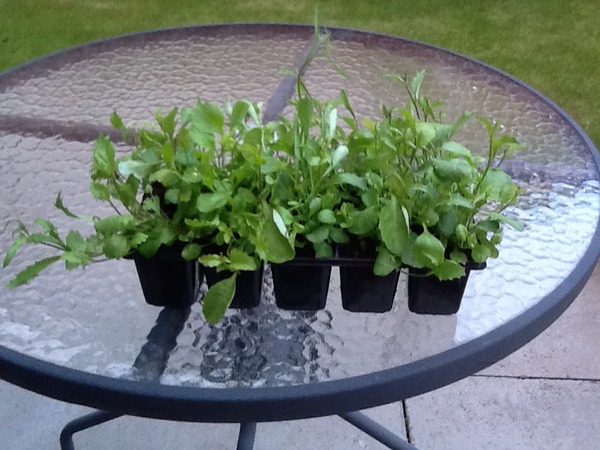 99p plants from Home Bargains but no label