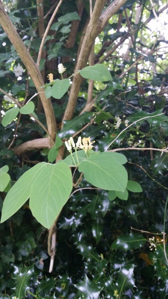 Rough winds do shake the darling buds of May: Alternative potting shed thread