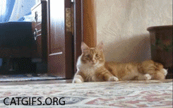to wonder what's with all the vicious cat threads this week?