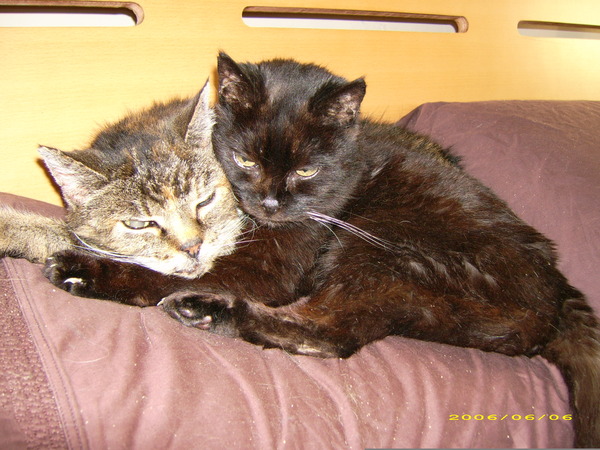 Talk to me about your old kitties