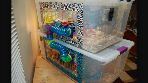 Tell me about gerbils please