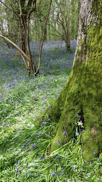 "In the spring, at the end of the day, you should smell like dirt."  This month's discussion in the potting shed.