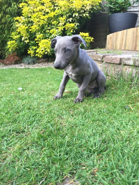 Is there a current 'pointy' thread? Newbie hound owner here