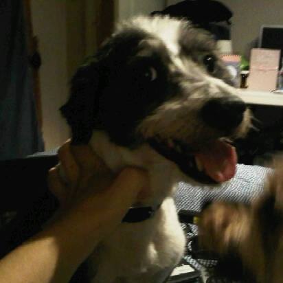 Can someone hold my hand please. My beloved dog is being pts tomorrow.