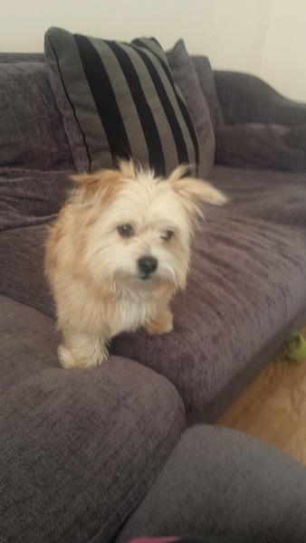 Small dog syndrome/prolific ball thief help me!