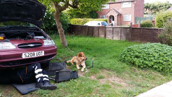 What sort of dog?