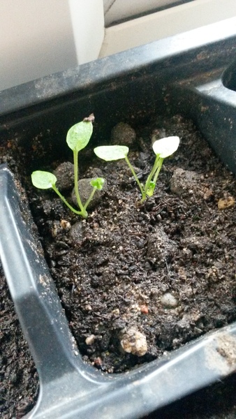 Rough winds do shake the darling buds of May: Alternative potting shed thread