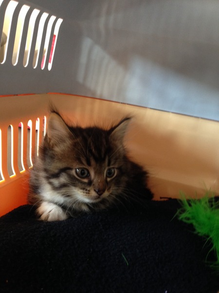 We are getting a new kitten tomorrow! Any advice for us?