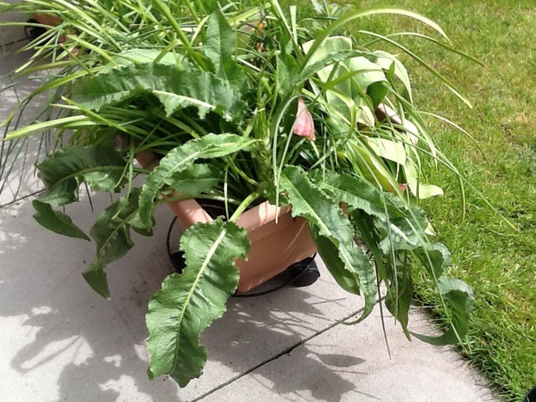 What is this in my pot of bulbs?
