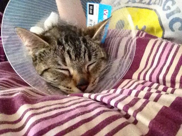 Advice needed - female cat has been at the vet, male cat really upset.
