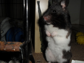 I had my hamster put to sleep