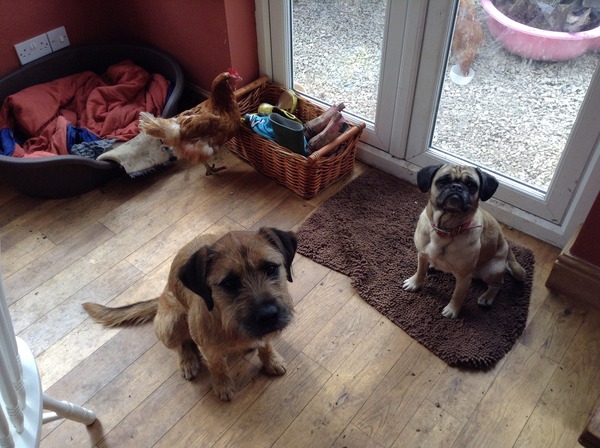 Want to play "Guess the crossbreed"?