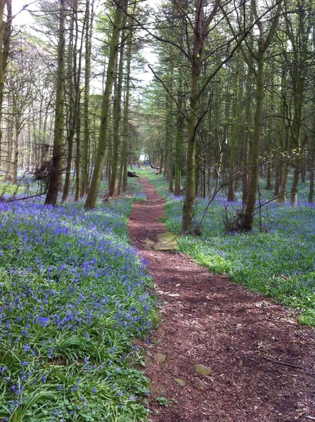 Is this the height of the bluebell season?