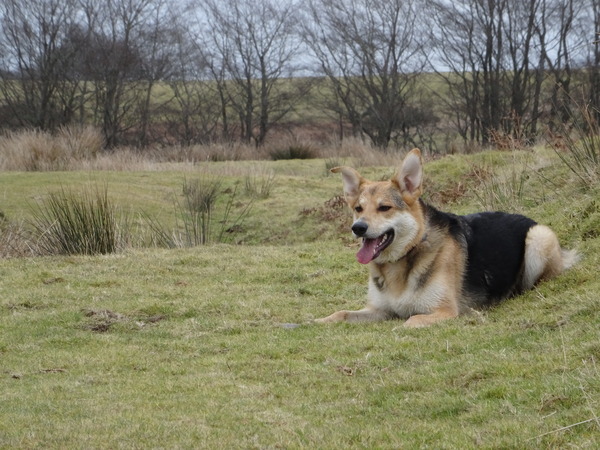 Want to play "Guess the crossbreed"?