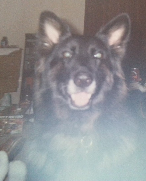 What sort of dog?